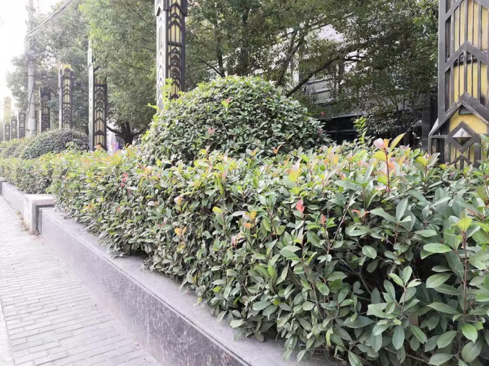 中环名品公馆图片