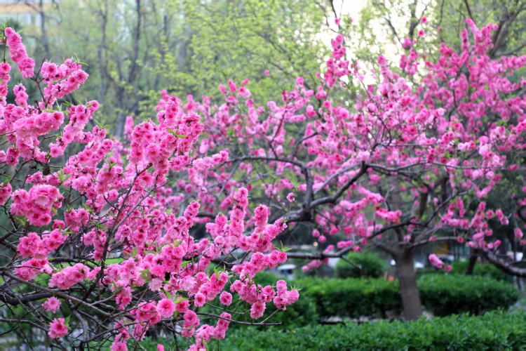 芳古园一区图片